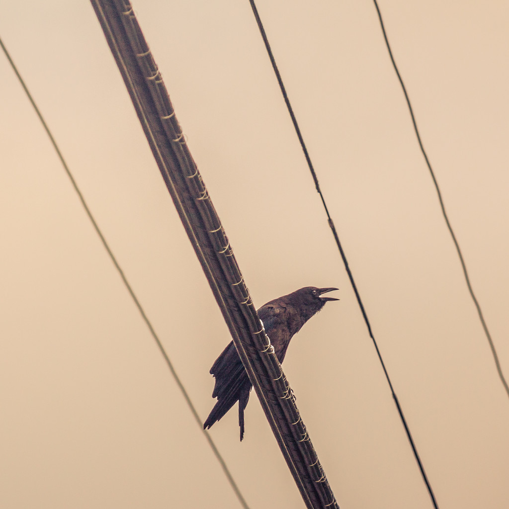 Crow on Wires by jbritt