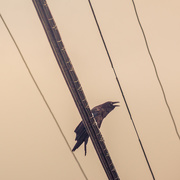 20th Jul 2015 - Crow on Wires
