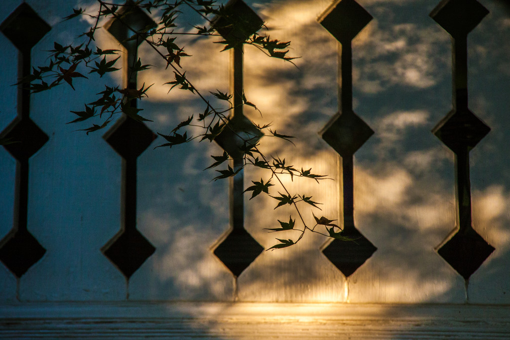 Fence Shadows by jbritt