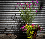30th Jul 2015 - Shadows and Flowers