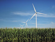 29th Jul 2015 - Wind Turbines In the Corn Fields