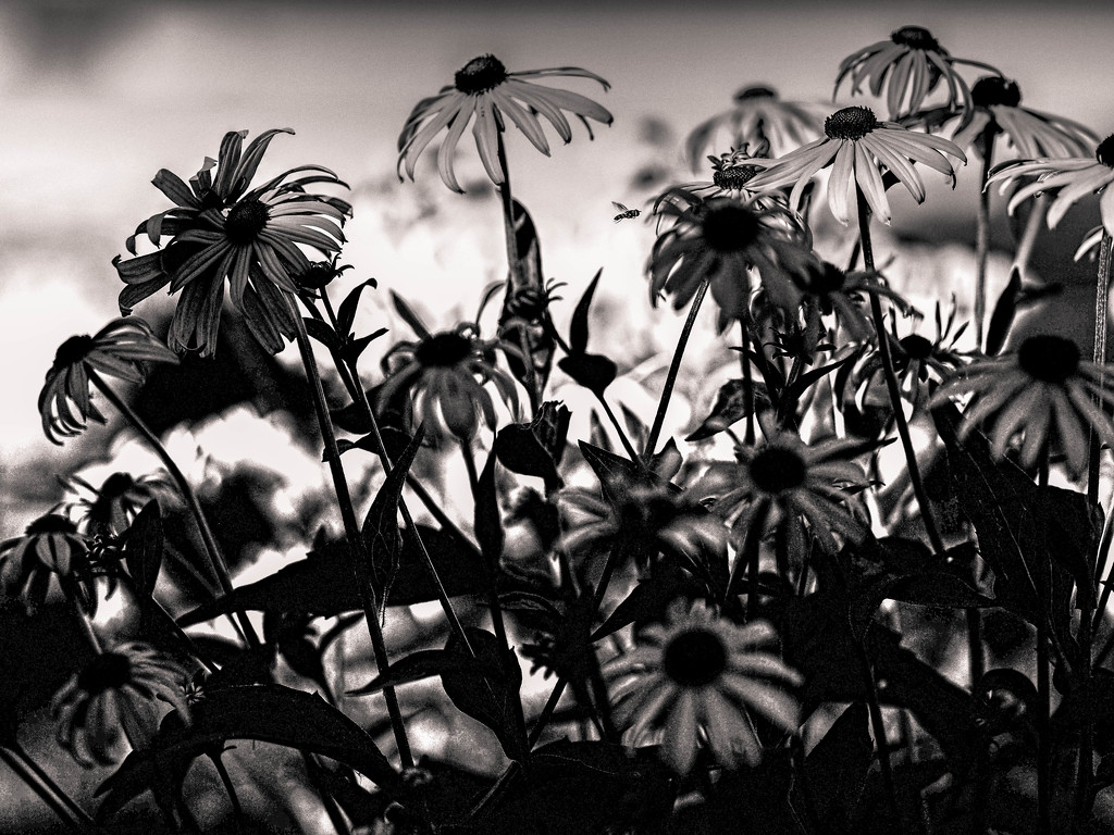 Black Eyed Susans by tosee