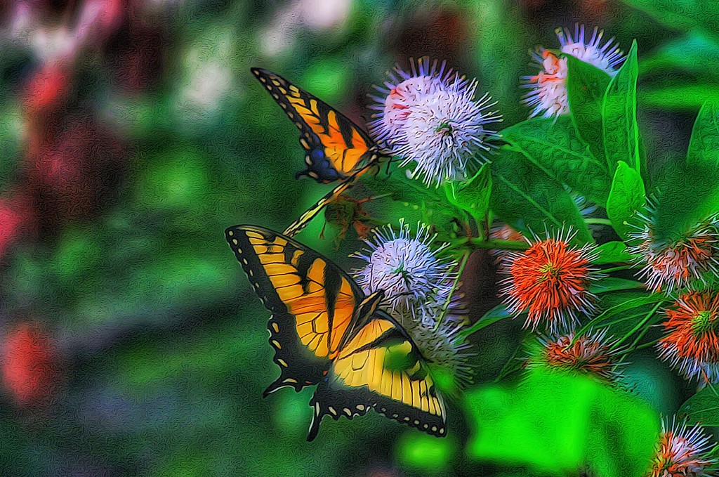 Flutter of Color by sbolden