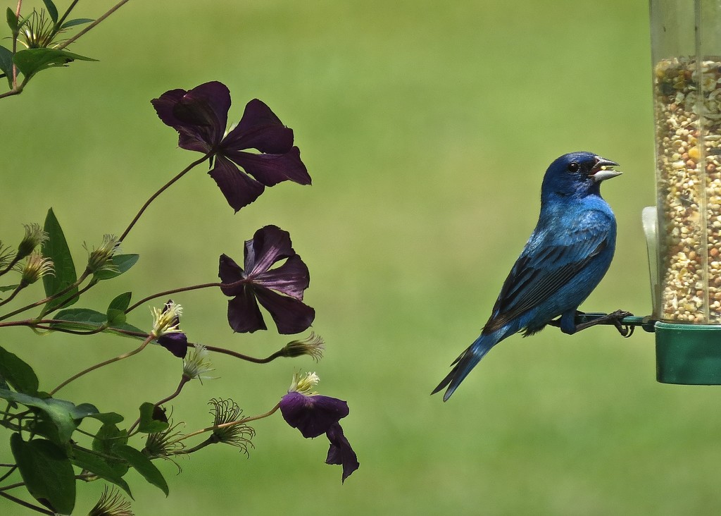 Indigo Bunting and Clemitis Blossums by rob257