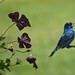 Indigo Bunting and Clemitis Blossums by rob257