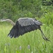 Great Blue Heron by rob257