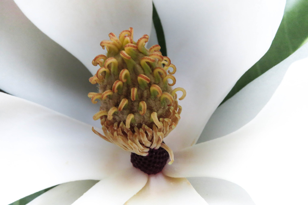 ~Magnolia Grandifora~ by crowfan