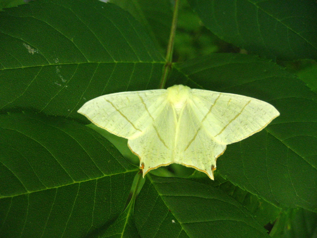 Swallow tailed moth by steveandkerry