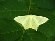 31st Jul 2015 - Swallow tailed moth