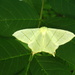 Swallow tailed moth by steveandkerry