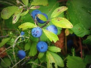 30th Jul 2015 - They're berries, and they're blue ....