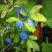 They're berries, and they're blue .... by laroque