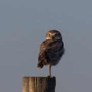29th Jul 2015 - burrowing owl