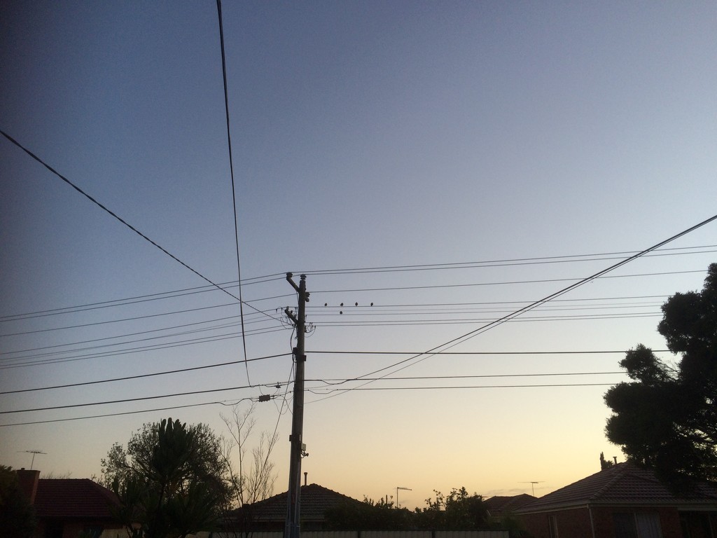 Wire birds by alia_801