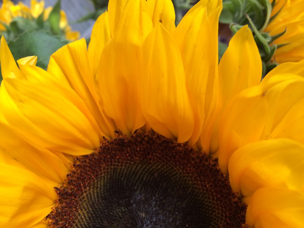 Sunflower by bizziebeeme