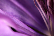 30th Jul 2015 - Abstract clematis 