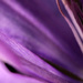 Abstract clematis  by novab