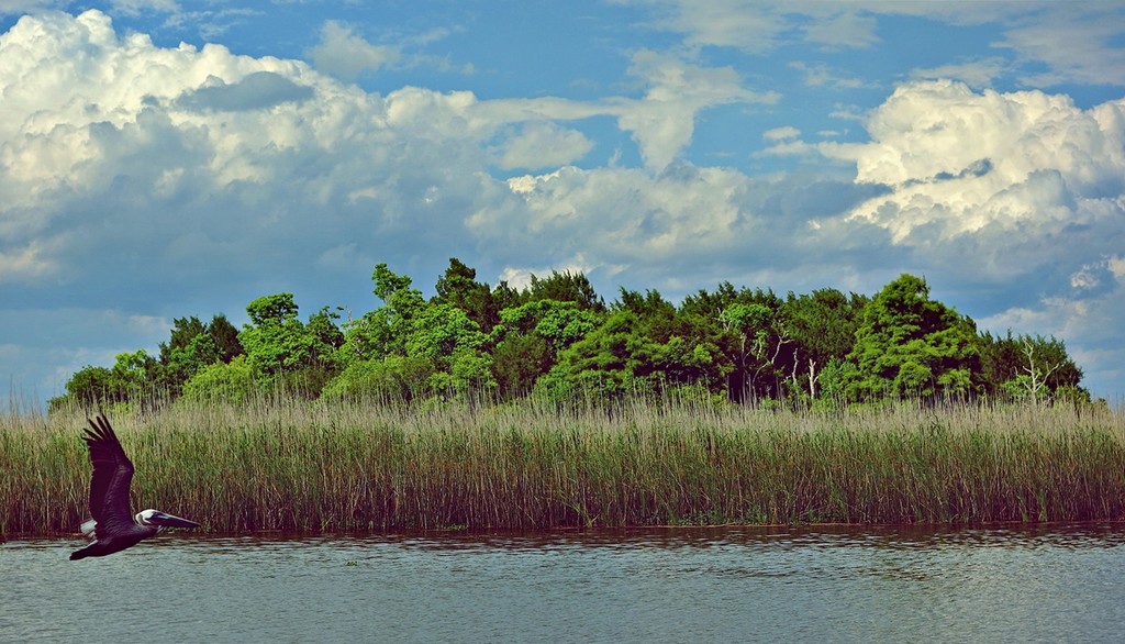 Marsh Island with Pelican Photobomber by soboy5