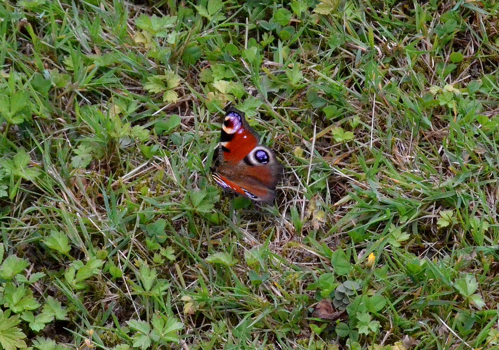 Peacock Butterfly by arkensiel