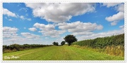 31st Jul 2015 - Country Walk, Blue Skies and Fluffy Clouds.