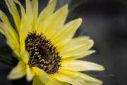 29th Jul 2015 - Sunflowers begin to bloom