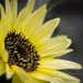 Sunflowers begin to bloom by meemakelley