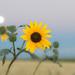 blue moon sunflower by aecasey