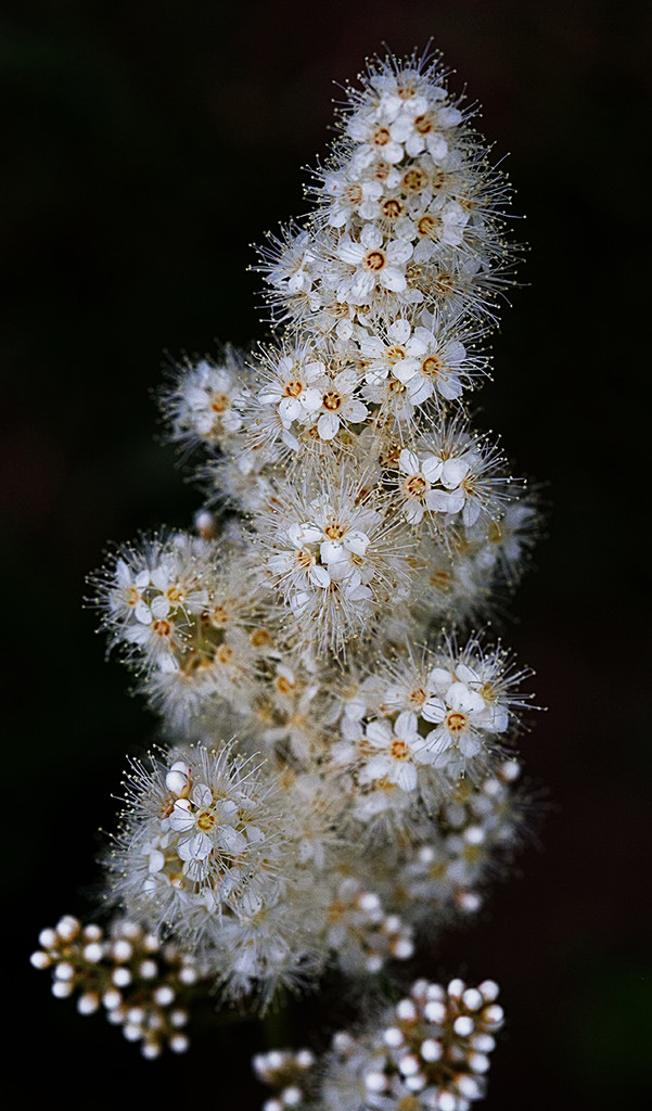 Fuzzy Flower by gardencat