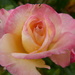 Rose by shirleybankfarm