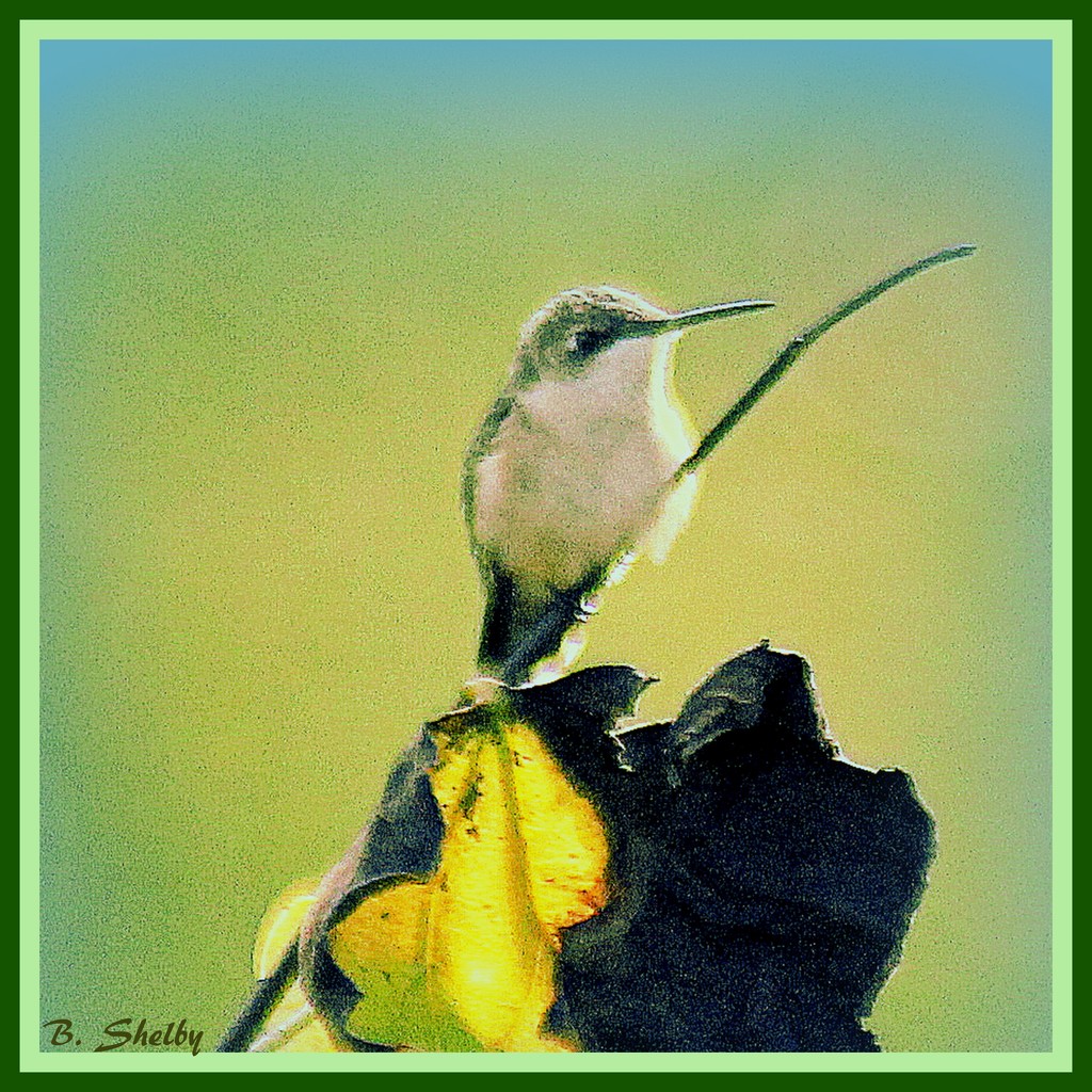 Hummingbird by vernabeth