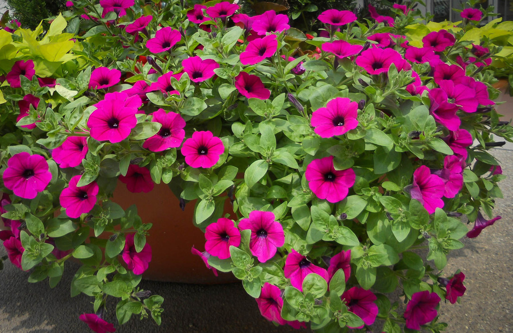 A plethora of petunias by mittens