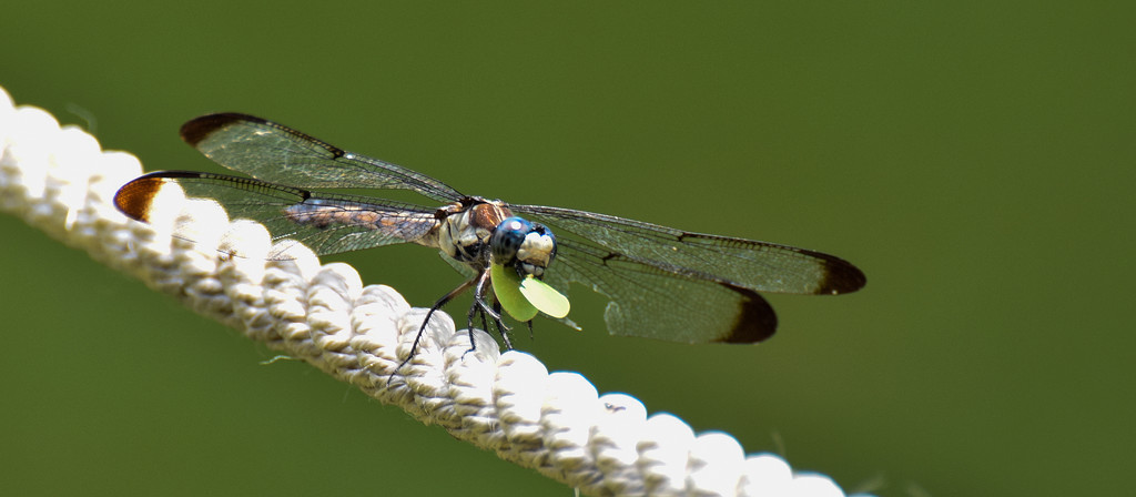 Dragonfly- Lunch on a rope. by rickster549