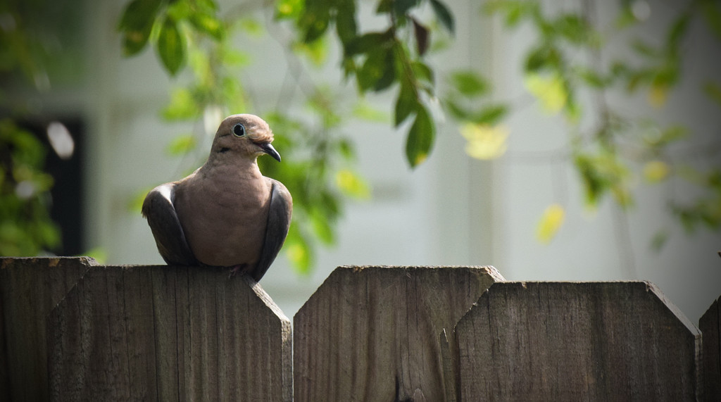 Dove on the Fence takin it easy. by rickster549