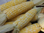 31st Jul 2015 - First Corn of the Season