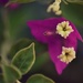 Bonsai Bougainvillea Flower by mhei