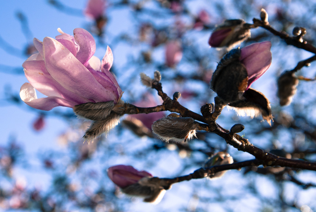 Winter sky, spring magnolia  by brigette