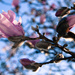 Winter sky, spring magnolia  by brigette