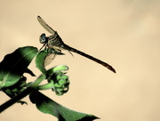 31st Jul 2015 - Dragonfly