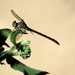 Dragonfly by randy23