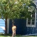 Deer at my in laws by pandorasecho