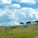 On the Laramie Prairie by pandorasecho