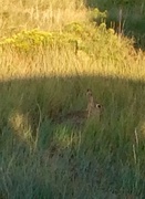 30th Jul 2015 - Cottontail