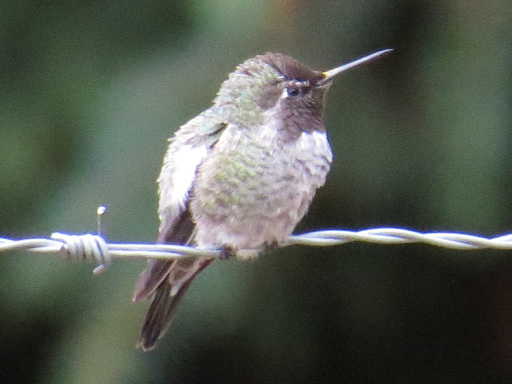 Baby hummer by kathyo