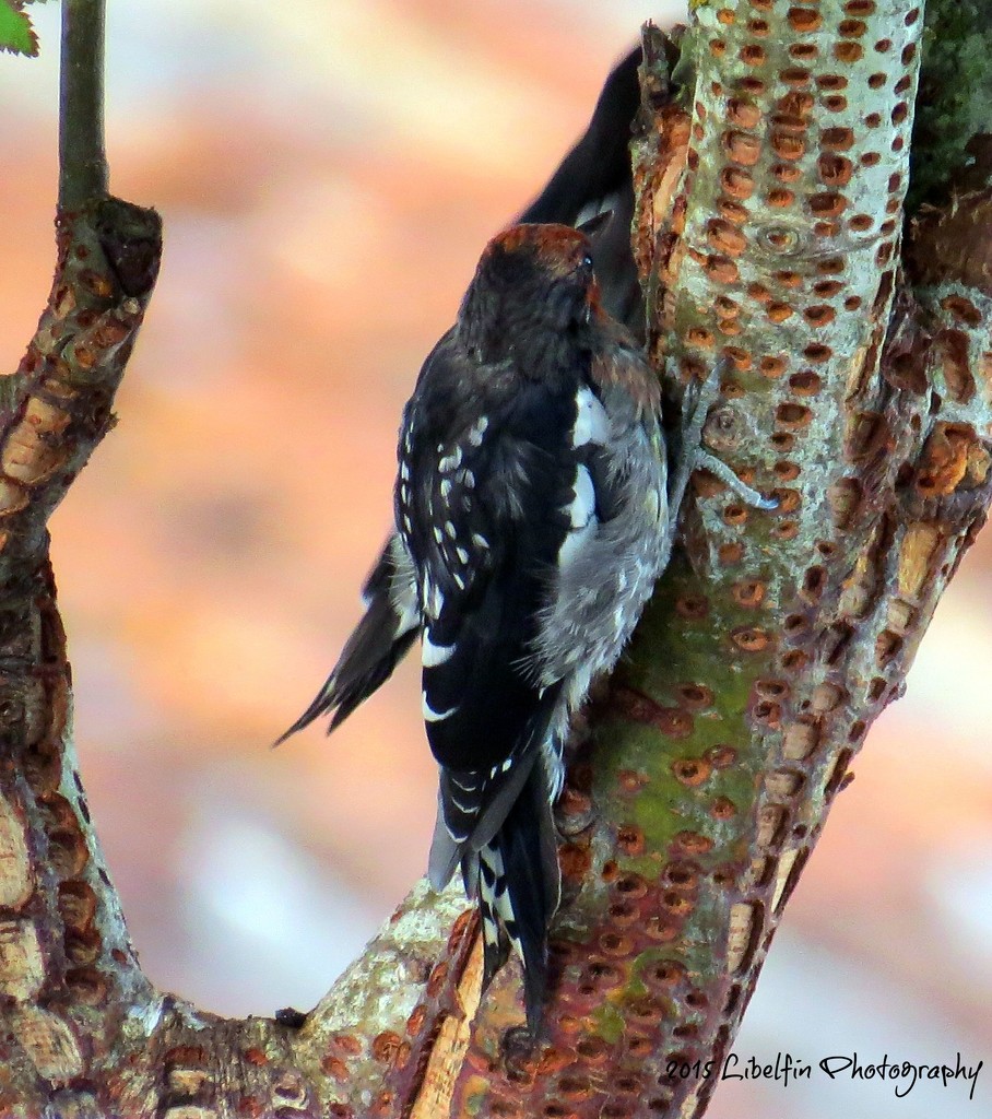Red breasted sapsucker by kathyo
