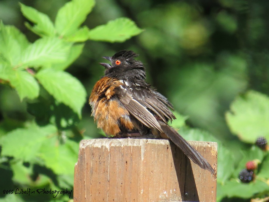 Fledgling Spotted Towhee by kathyo