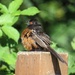 Fledgling Spotted Towhee by kathyo