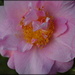 Camellia by nickspicsnz