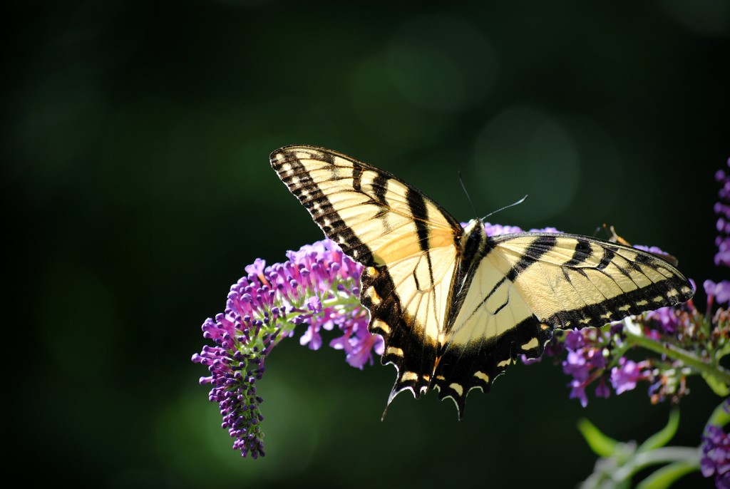 Swallowtail Summer by alophoto