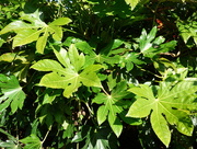 1st Aug 2015 - Fatsia - Caster-oil plant 