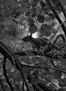 31st Jul 2015 - A Squirrel 